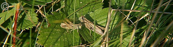 Balzendes Pärchen des Feld-Grashüpfers (Chorthippus apricarius) im Gras