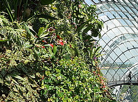 Blick über den oberen Teil des Cloud Forest mit blühenden Anthurien
