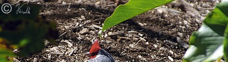 Rotschopfkardinal (Paroaria coronata)