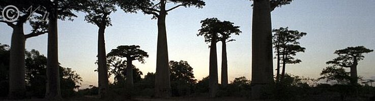 Baobab-Allee (Adansonia grandidieri) in der Dämmerung