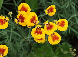 blühende Pantoffelblumen (Calceolaria spec.)