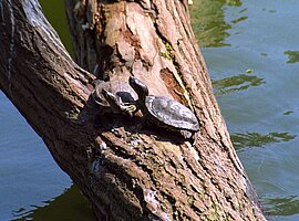 Zwei Flachpanzer-Wasserschildkr&ouml;ten (Lissemys punctata) sonnen sich auf einem im Wasser liegenden Baumstamm