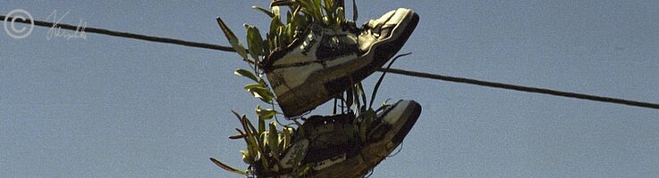 Schuhe über der Leitung mit Farnen und Orchideen