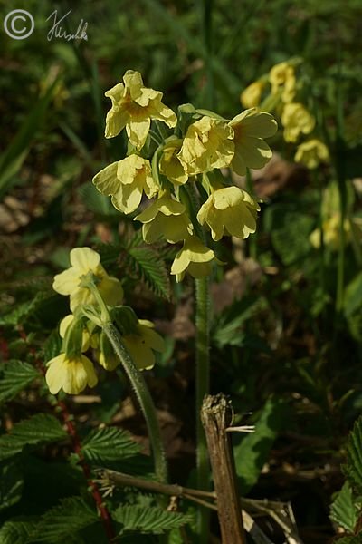 Blütenstand des Himmelschlüssels (Primula elatior)