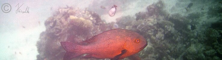 Unterwasserfoto: eine schwimmende Brasse im Riff