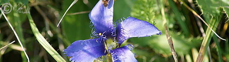 Blüte des Fransen-Enzian (Gentianella ciliata)