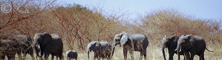 Herde Steppenelefanten (Loxodonta africana) mit Jungtieren