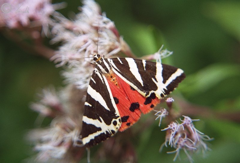Spanische Flagge (Euplagia quadripunctaria) sitzt auf einer Wasserdostbl&uuml;te (Eupatorium cannabinum), Steinbruch am Dechantsberg