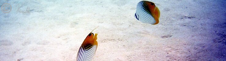 Unterwasserfoto: PärchenSchmetterlingsfische (Chaetodon auriga) schwimmt über den Sandgrund