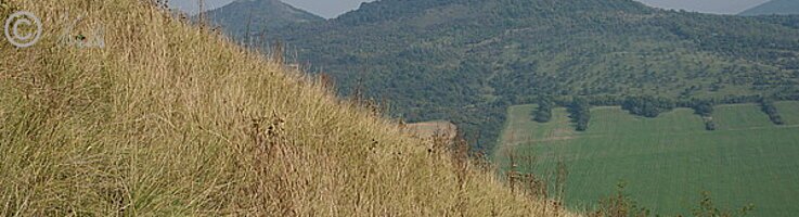 Blick über einen Federgras-Steppenrasen auf die Nordflanke des Berges
