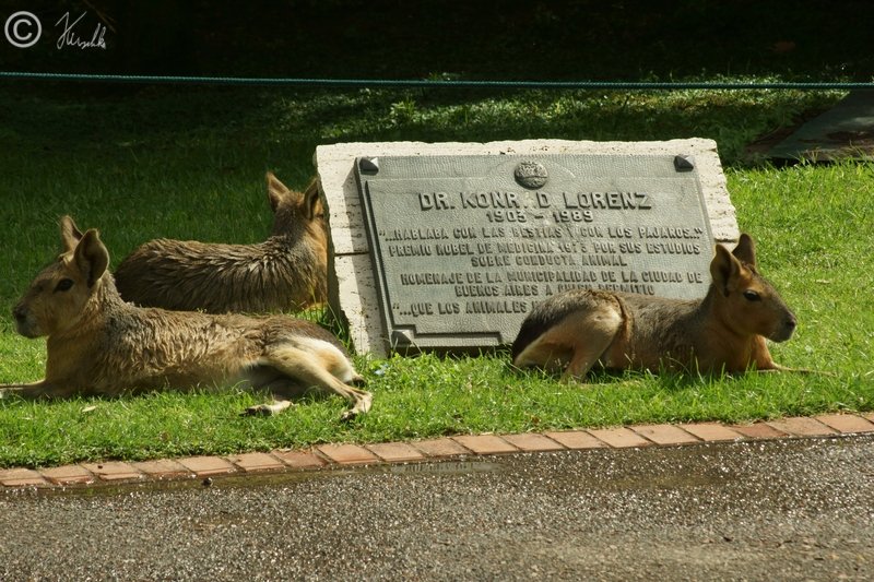Große Maras (Dolichotis patagonum) liegen neben dem Konrad-Lorenz-Denkmal