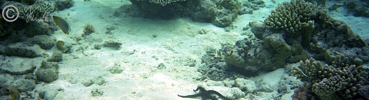 Unterwasserfoto: Schwarzer Seestern liegt auf dem Sandgrund