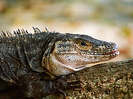 Porträt eines Schwarzen Leguans (Ctenosaura similis)