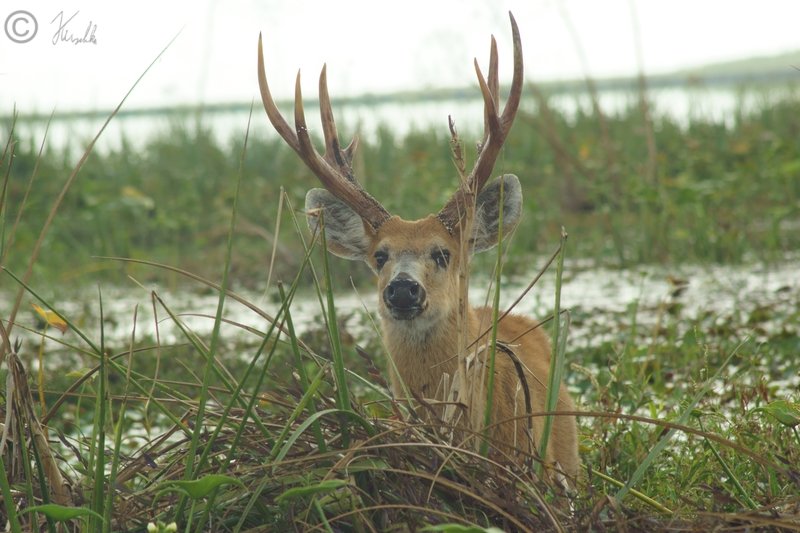 männlicher Sumpfhirsch (Blastocerus dichotomus) frist im Sumpf
