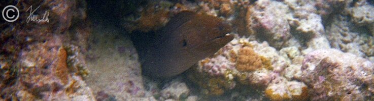 Unterwasserfoto:  Moräne schaut aus einem Korallenstock