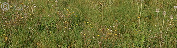 Blick über eine blühende Grünlandbrache mit Bestand der Drüsenlosen Kugeldistel (Echinops exaltatus)