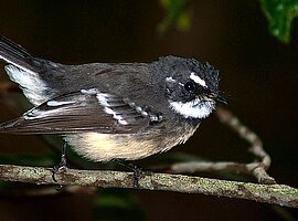 Grauer Fächerschwanz (Rhipidura fuliginosa) sitzt an einem Ast - Porträt