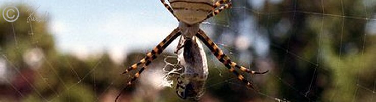Wespenspinnen-Weibchen (Argiope spec.) im Netz mit Beute