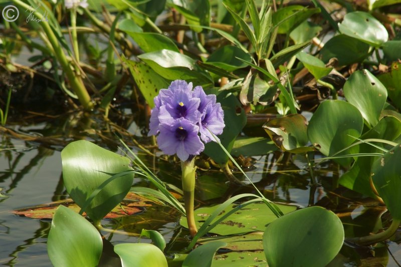 Blütenstand einer Dickstielige Wasserhyazinthe (Eichhornia crassipes)