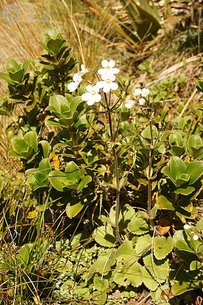 blühendes Vergißmeinnicht (Myosotis explanata)