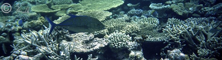 Unterwasserfoto: Blaustreifenmakrele (Caranx melampygus) schwimmt im Korallenriff