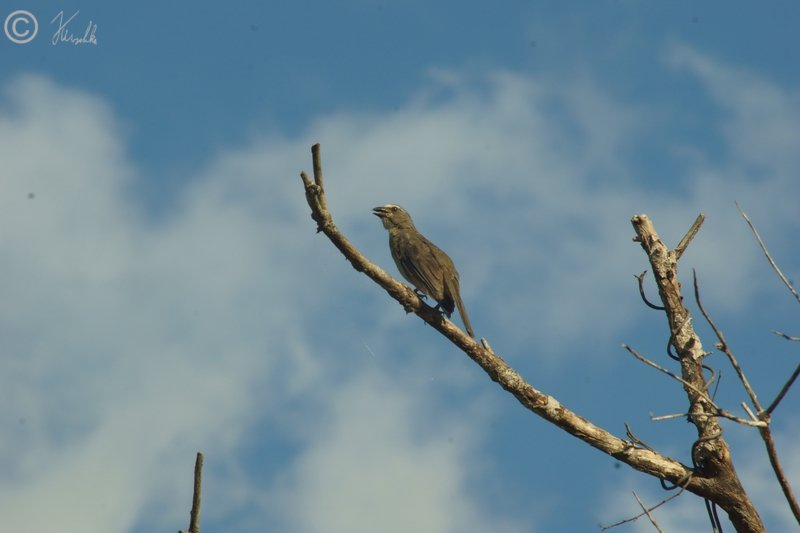 Vogel (?) sitzt auf einem Ast