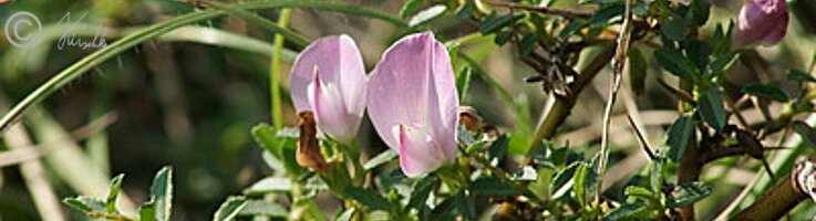 Blühende Bestand der Dornigen Hauhechel (Ononis spinosa)