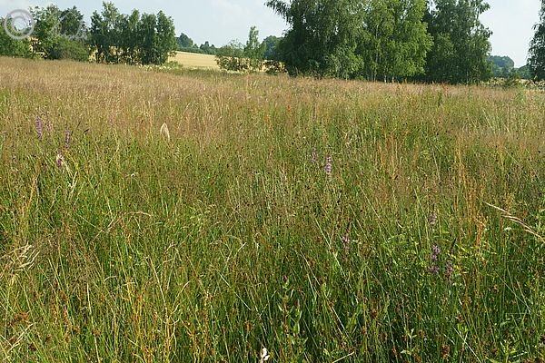 binsenreiche Nasswiese mit bl&uuml;hendem Blutweiderich