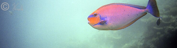 Unterwasserfoto: Vlaming's Einhornfisch (Naso vlamingii) schwimmt im Freiwasser
