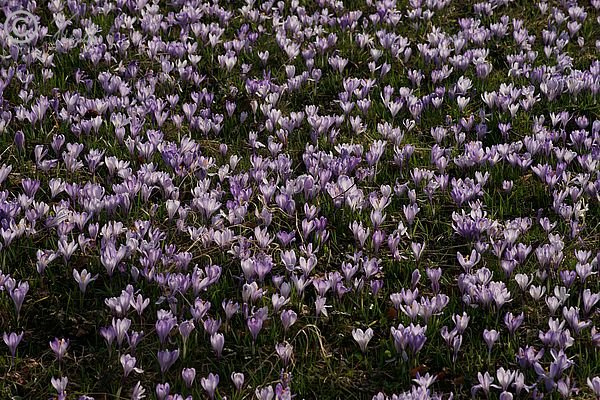 blühender Frühlings-Krokusbestand (Crocus vernus)
