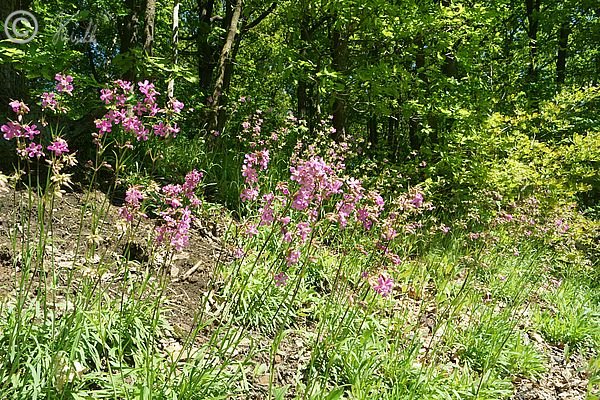 Blühender Bestand der Pechnelke (Silene viscaria) am Hang