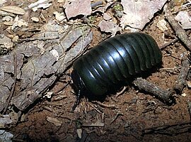 Saftkugler (Glomeridae)