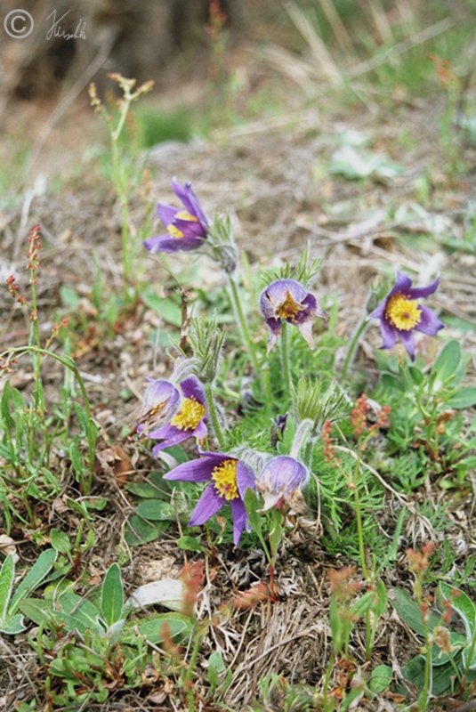 blühende Gemeine Kuhschelle (Pulsatilla vulgaris) im NSG Wachtelberg