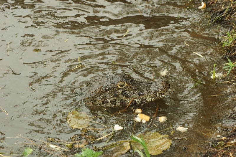 weiblicher Brillen-Kaiman (Caiman yacare) schaut aus dem Wasser