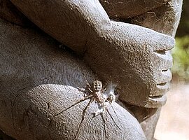 Huntsman-Spider auf Holzfigur des Sakalava-Grabes im Camp des Kirindi Forest
