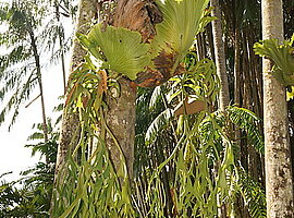 Hirschgeweihfarne (Platycerium spec.) an Bäumen