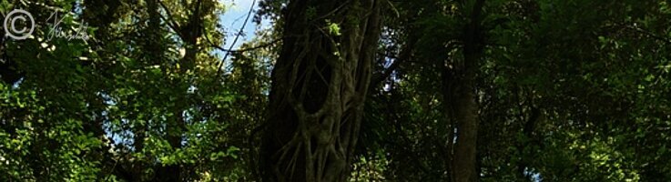 Baum mit Würgfeige und Epiphyten im Regenwald
