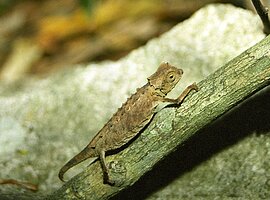 kleine Chamäleon (Brookesia spec.)