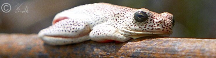 Marmor-Riedfrosch (Hyperolious marmoratus) sitzt an einem Schilfhalm