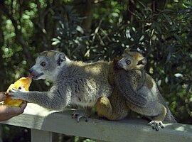 Kronenlemuren (Eulemur coronatus) werden gefüttert