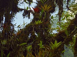 Bromelien auf einem Baumstamm