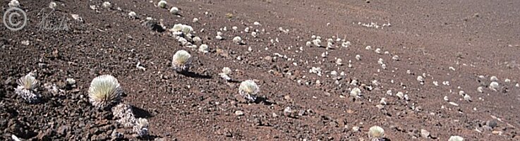 Silversword-Bestand (Argyroxiphium sandwicense macrocephalum) im Haleakalakrater