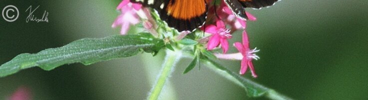 Schmetterling an einer Blüte, Schmetterlingsfarm