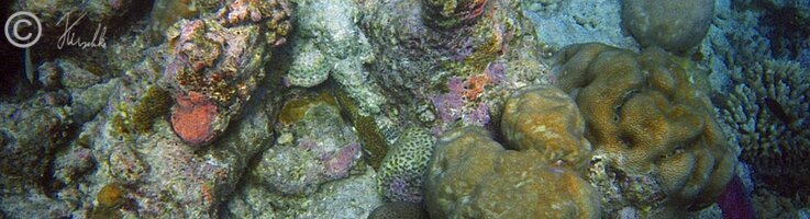 Unterwasserfoto: Korallenriff mit Steinfisch