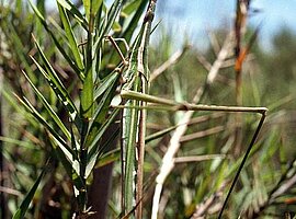 Nasenschrecke (Acridinae)