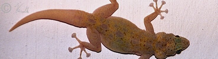 Fächerfingergecko (Ptyodactylus ragazzii) an der Wand