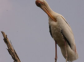 Milchstorch (Mycteria cinerea) putzt sich auf einem Ast