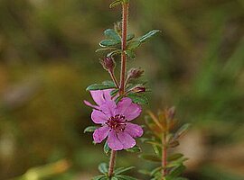 blühende Grampians Bauera (Bauera sessiliflora)