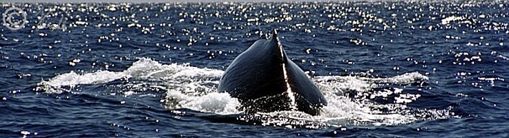 Rücken eines Buckelwales (Megaptera novaeangliae)