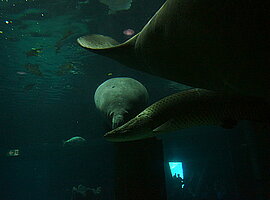 Fluss-Manati (Trichechus inunguis) und Arapaima (Arapaima gigas) im Aquarium zum überfluteten Amazonaswald